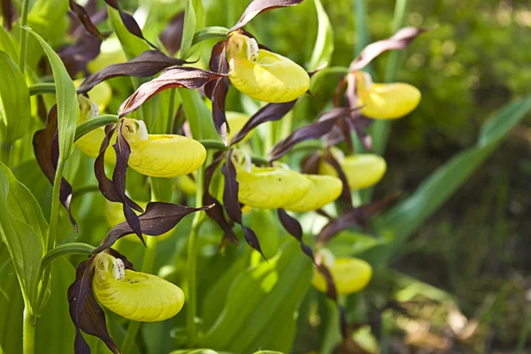 Yellow Lady Slippers Bloom — Stock Photo, Image