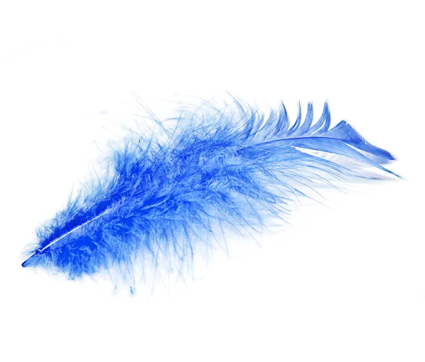 Blauwe veren — Stockfoto