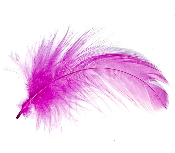 Pink feather — Stockfoto