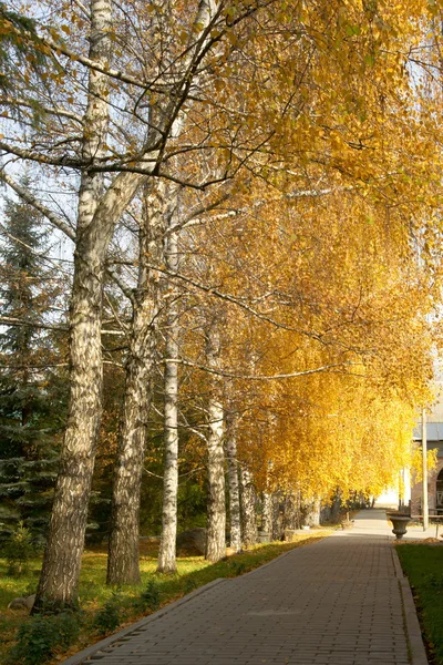 Yellow autumn birches along a path — Stock Photo, Image