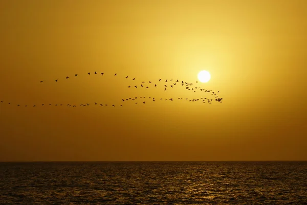 Ägypten, das Meer, der Vogelflug gegen den Niedergang lizenzfreie Stockbilder