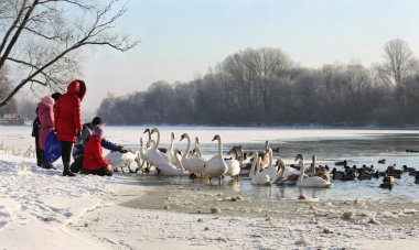 Swans and ducks on river in winter clipart