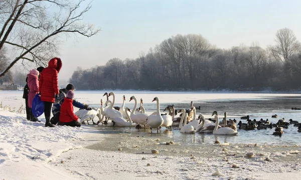 stock image Swans and ducks on river in winter