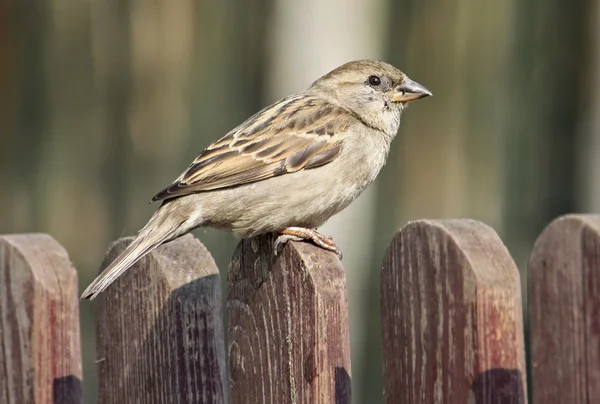 Sparrow on wooden fence — Stock Photo, Image