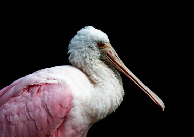 Roseate Spoonbill clipart