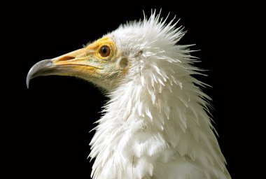 Egyptian vulture clipart