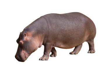 Hippo clipart