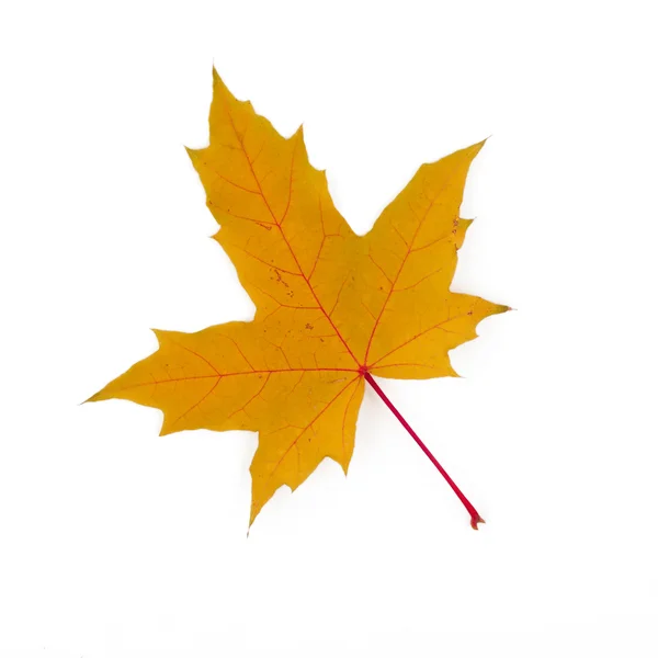 Yellow maple leaf on a white background — Stock Photo, Image