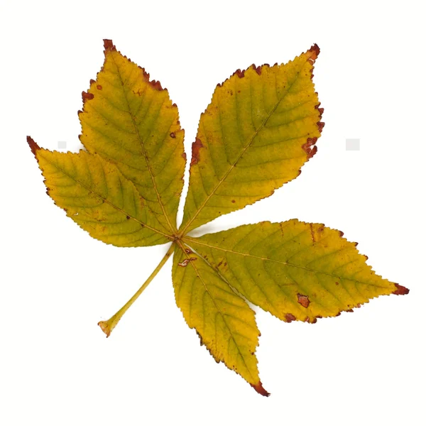 Pożółkłych liści kasztanowca na białym tle — Zdjęcie stockowe