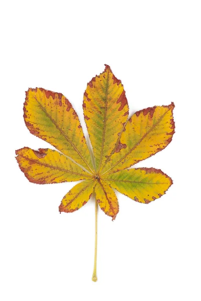 Pożółkłych liści kasztanowca na białym tle — Zdjęcie stockowe