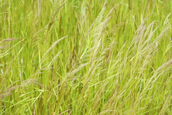 stock image Grass in the meadow