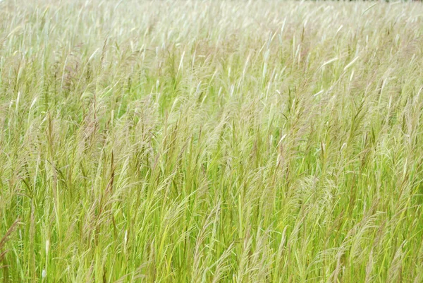 stock image Grass in the meadow