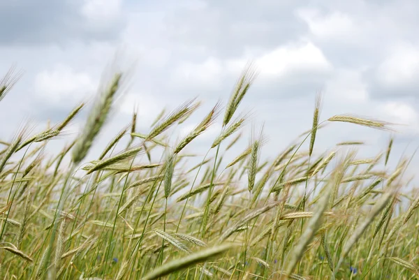 stock image Corn on the field