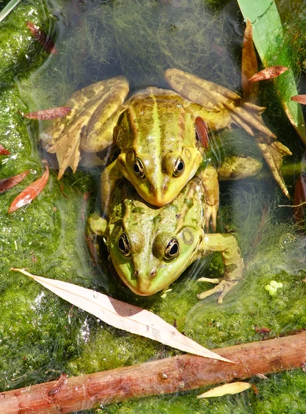 いくつかのカエルは池で一緒に参加してください。 — ストック写真