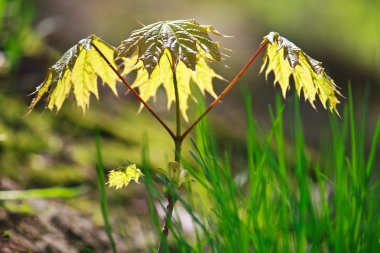 Young maple tree in spring clipart