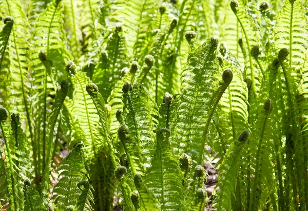 绿色的树叶的野生年轻蕨为背景 — 图库照片