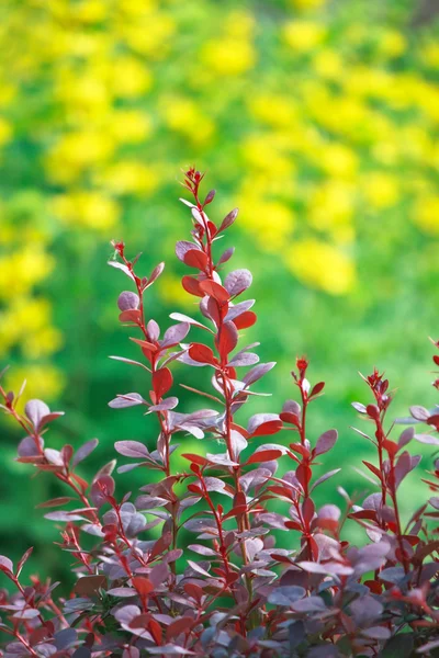 Kırmızı yapraklar çiçek arkaplanı — Stok fotoğraf