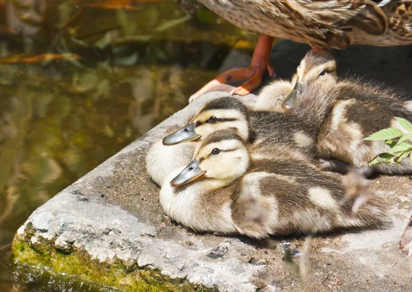 Wild ducklings have a rest — Stock Photo, Image