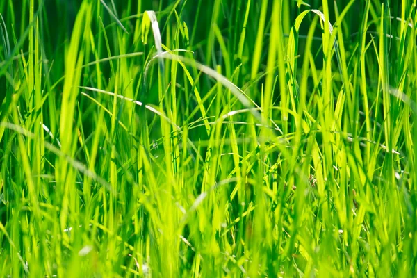Greeen gräs floral bakgrund — Stockfoto