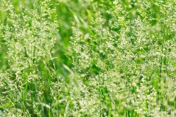 Greeen trávy květinové pozadí — Stock fotografie
