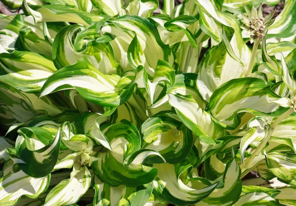 Hojas rayadas verdes y blancas planta fondo floral — Foto de Stock