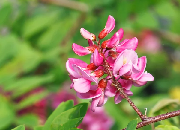 Květy růžové akátu na jaře — Stock fotografie