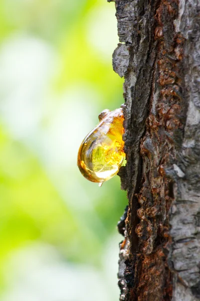 Капля янтарной желтой смолы с яблони (Кидония) ) Стоковое Фото