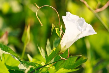 Beyaz çit gündüzsefası calystegia sepium çiçek çiçek arka planı için