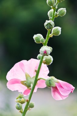 Pink mallow (Malva) in summer clipart