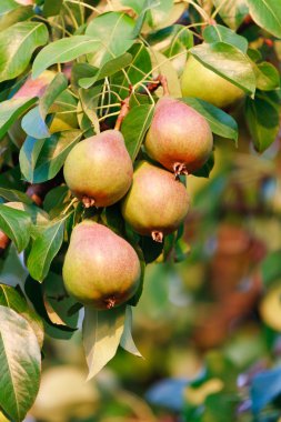 Bunch of ripening pears on tree branch in orchard clipart