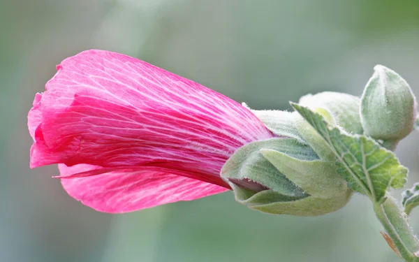Różowy mallow (Malva) latem — Zdjęcie stockowe