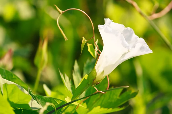 Biały hedgingowych powój Kielisznik zaroślowy kwiat kwiatowy tła — Zdjęcie stockowe