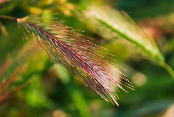 Spikelet a fű, világította meg az esti nap virágos háttér — Stock Fotó