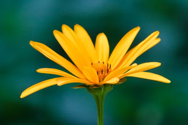 stock image Single yellow flower for floral background