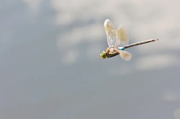 Close up de libélula azul em voo sobre o lago — Fotografia de Stock