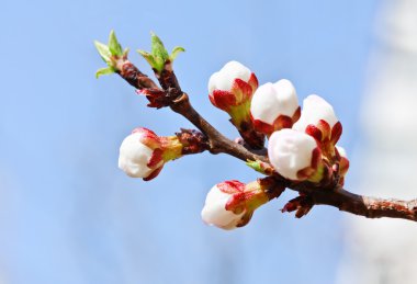 Branch with pink cherry buds in spring clipart