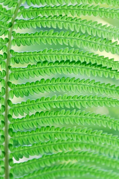 배경에 대 한 야생 젊은 화분의 녹색 잎 — 스톡 사진