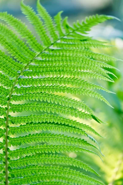 緑の背景のための野生の若いシダを葉します。 — ストック写真