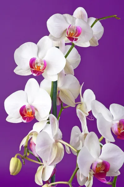 Fechar-se de umas flores brancas bonitas do orchid Fotos De Bancos De Imagens
