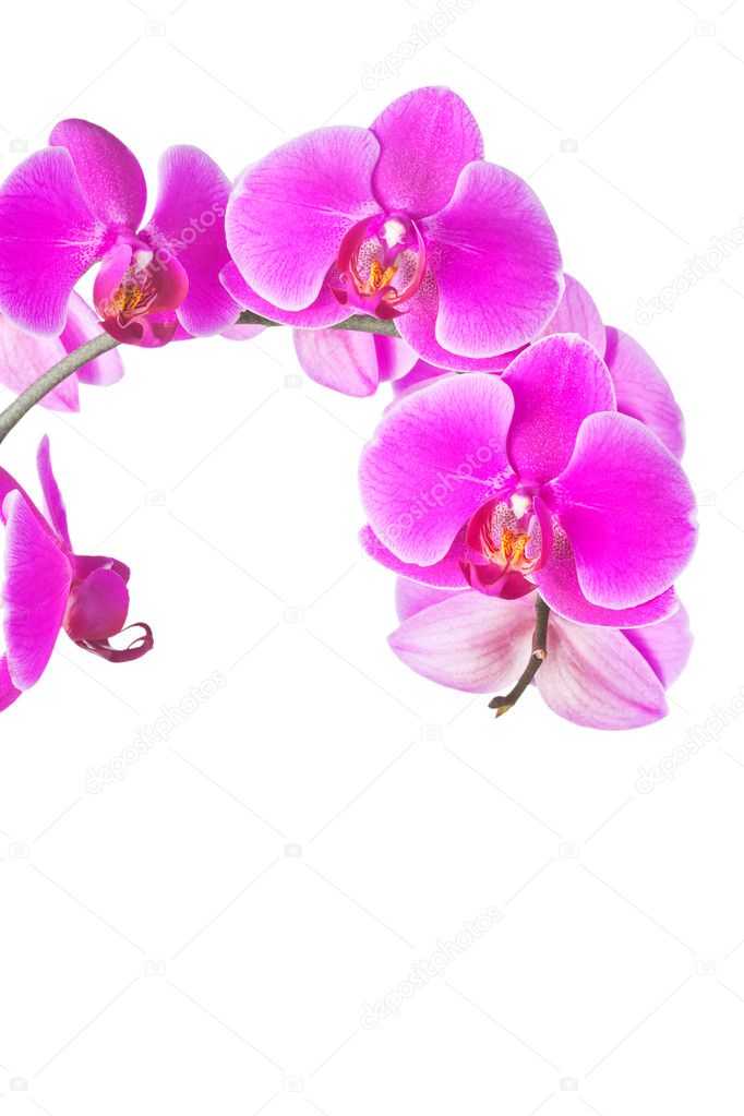 Closeup of a beautiful purple orchid flowers