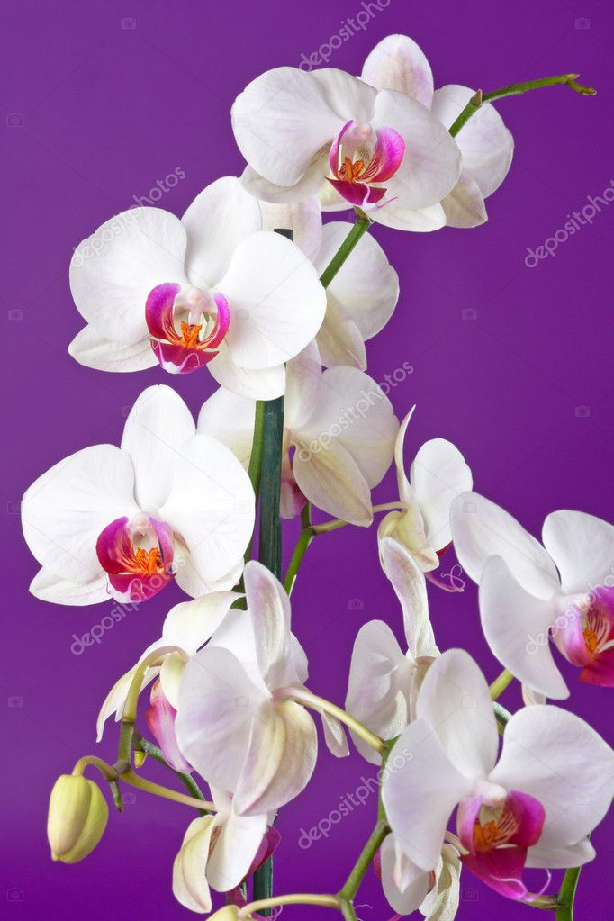 Closeup of a beautiful white orchid flowers