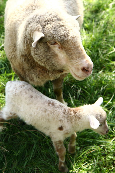 Sheep and lamb