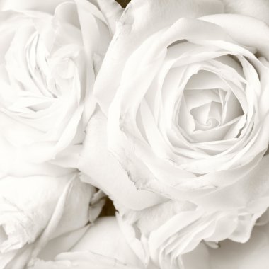 White roses clipart