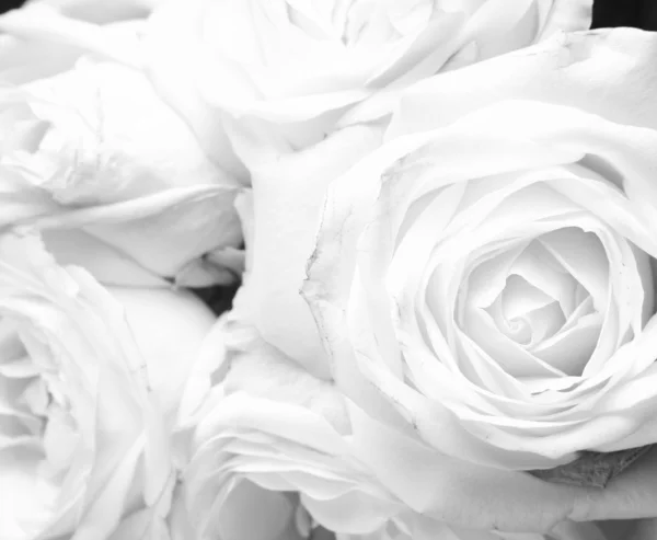 Hvite roser – stockfoto
