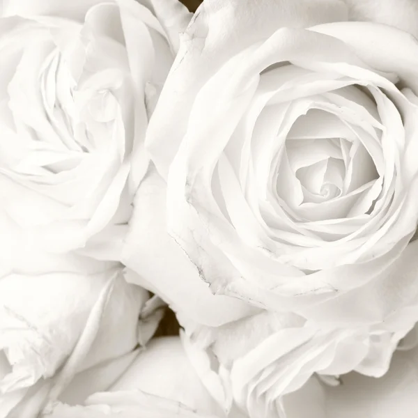 Rosas brancas Fotos De Bancos De Imagens