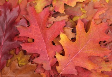 Sonbahar Yaprakları