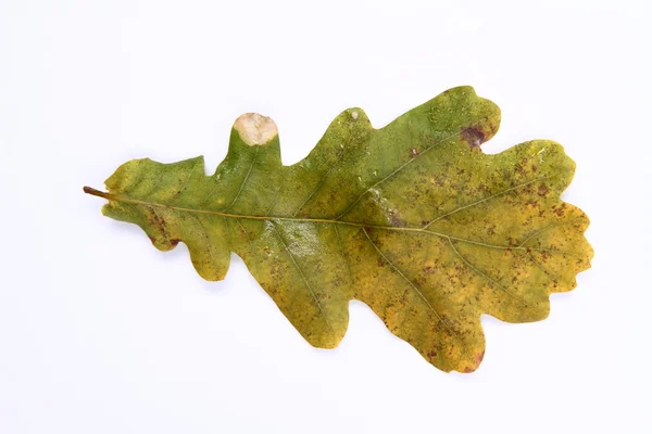 stock image Autumn leaf