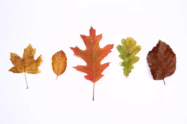 stock image Autumn leaves