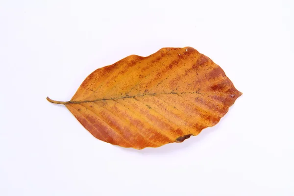 stock image Autumn leaf