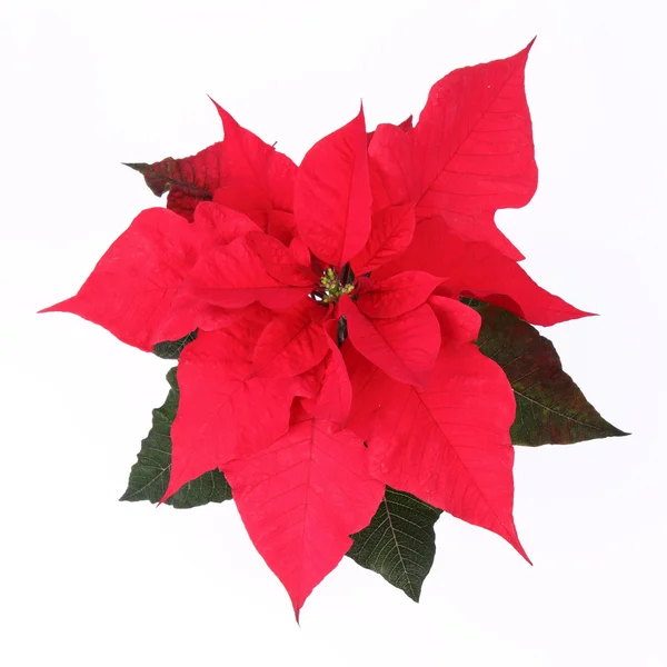 stock image Poinsettia flower on white background